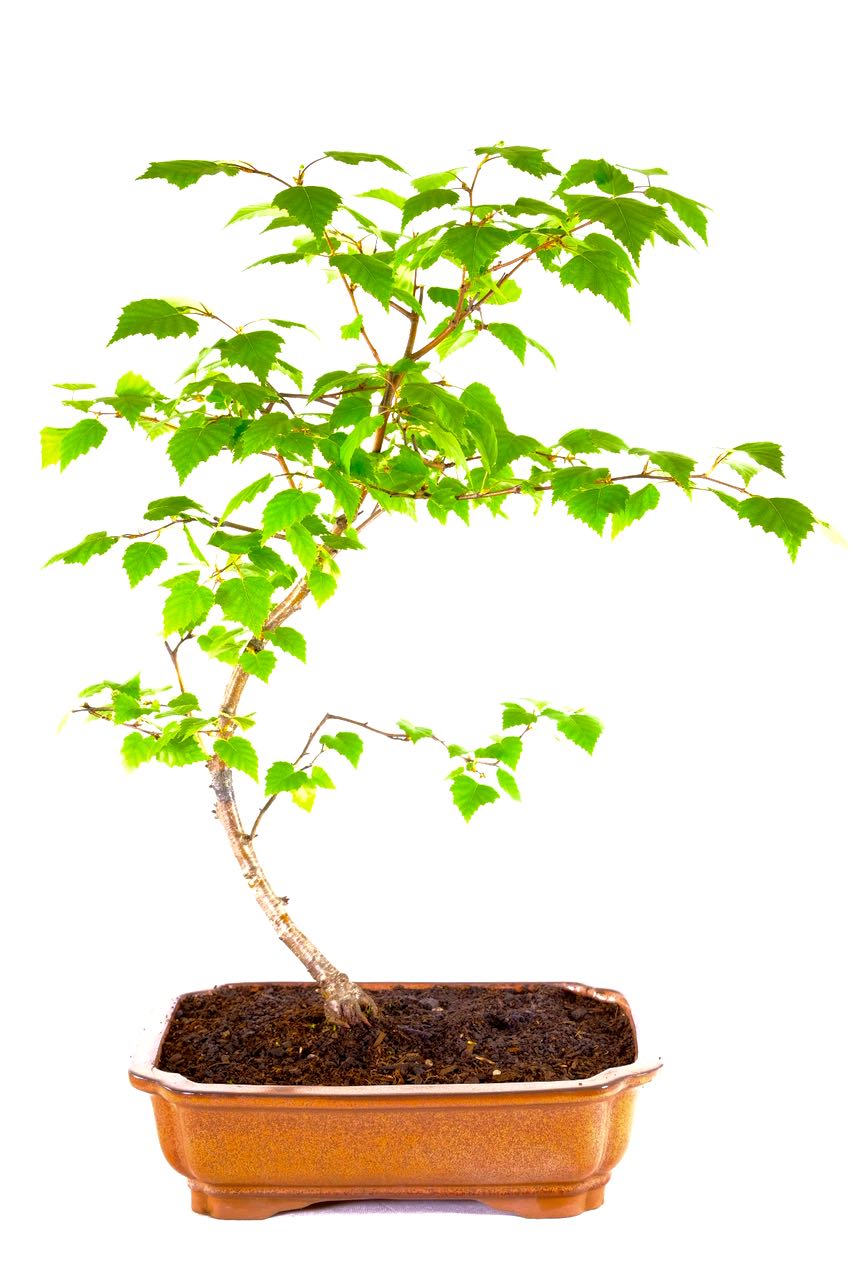 Silver Birch Hardy Outdoor Bonsai with Trunk Curve UK