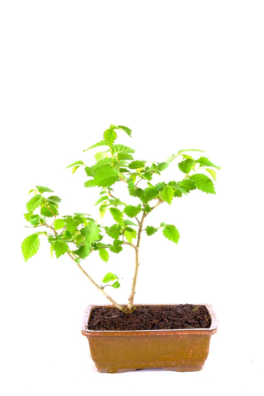 Outdoor English Elm in Copper Pot UK