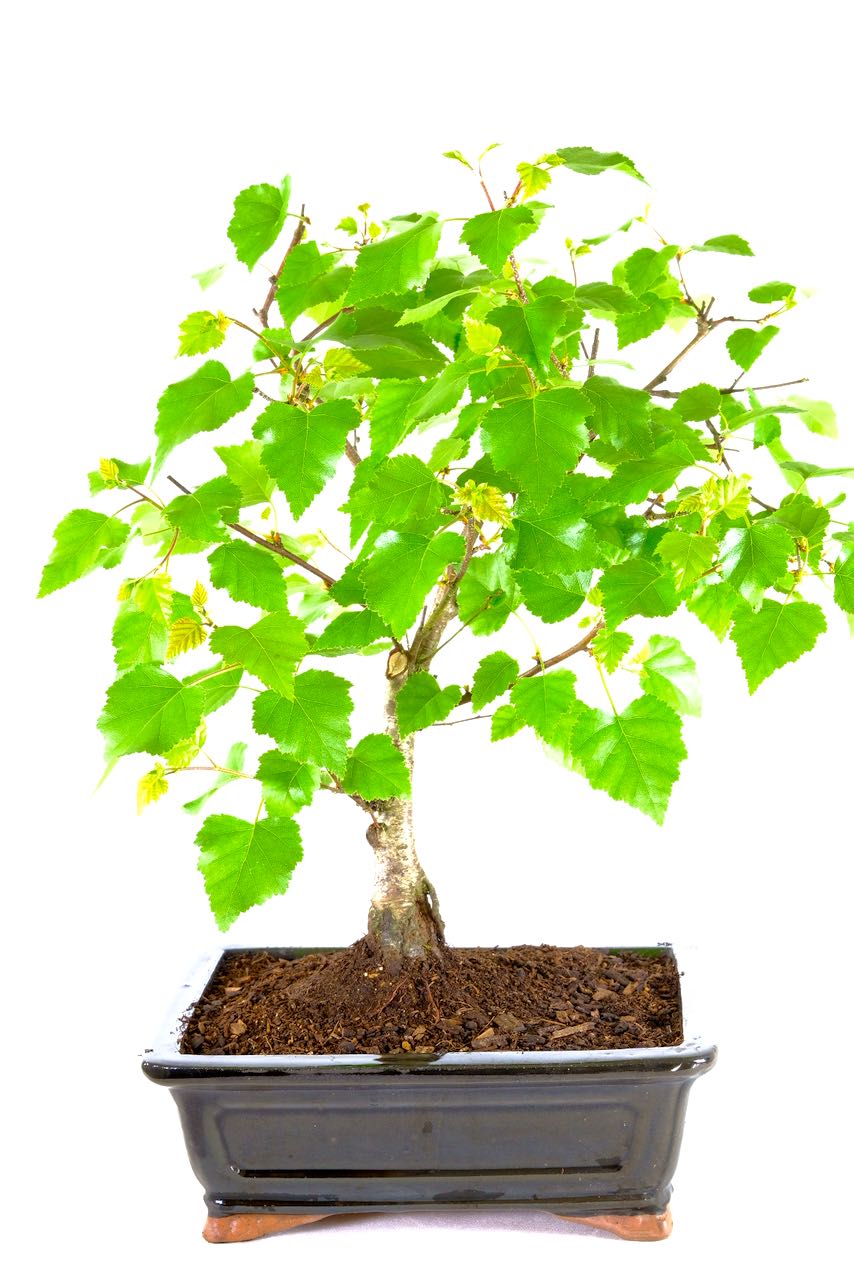 Incredible Silver Birch Outdoor Bonsai with Tapered Trunk UK
