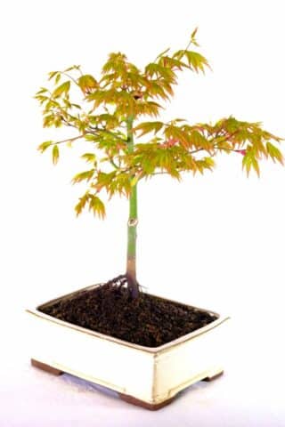 Strong informal upright style maple bonsai for sale