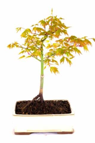 Katsura maple bonsai for sale with vibrant colours