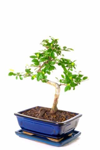 Elegant & highly appealing easy care beginners bonsai tree for sale