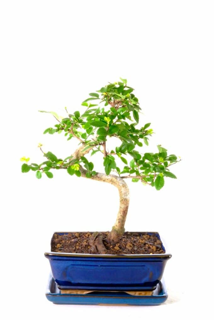 A stunning stylish beginners bonsai - highly recommended
