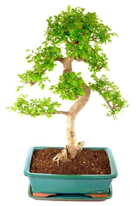 Massive Mega Beginners Indoor Bonsai - Outstanding