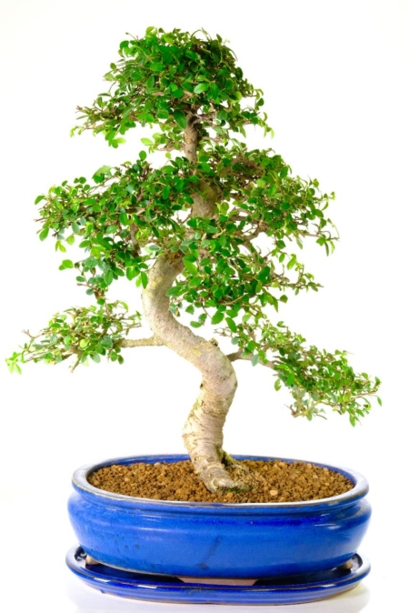 Astounding Natural Specimen Beginners Indoor Bonsai: Very Special Large Chinese Elm Bonsai for Sale