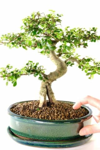 Chinese elm with special forked trunk design