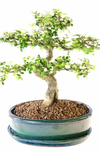 Chinese Elm (Ulmus parvifolia) form our premium indoor bonsai collection