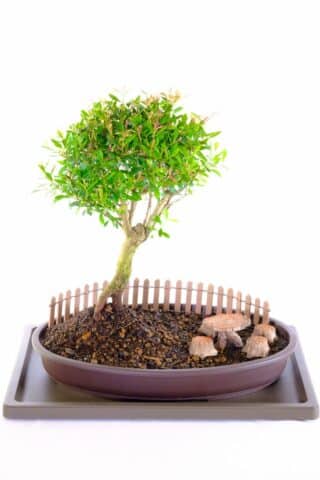 A garden to relax and enjoy with miniature leaved bonsai tree