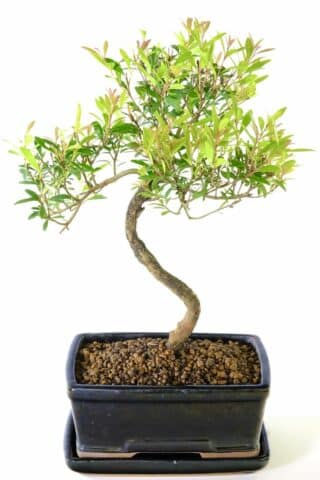 Myrtle Rose Apple bonsai tree for sale in sleek black pot with tray