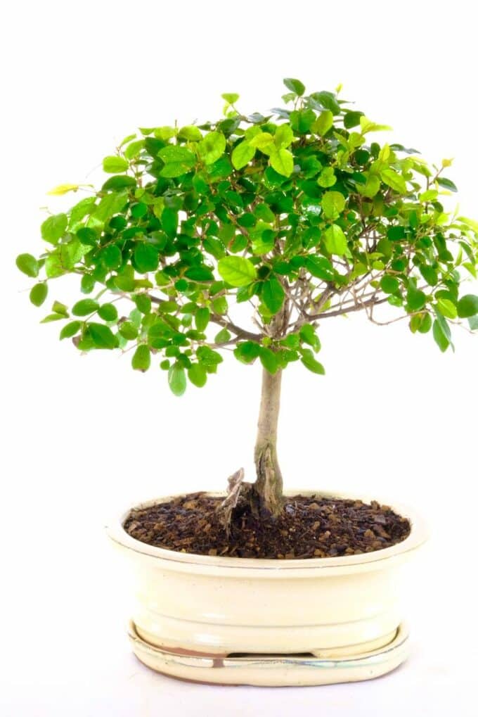 Exemplary & cute mini indoor bonsai from premium collection