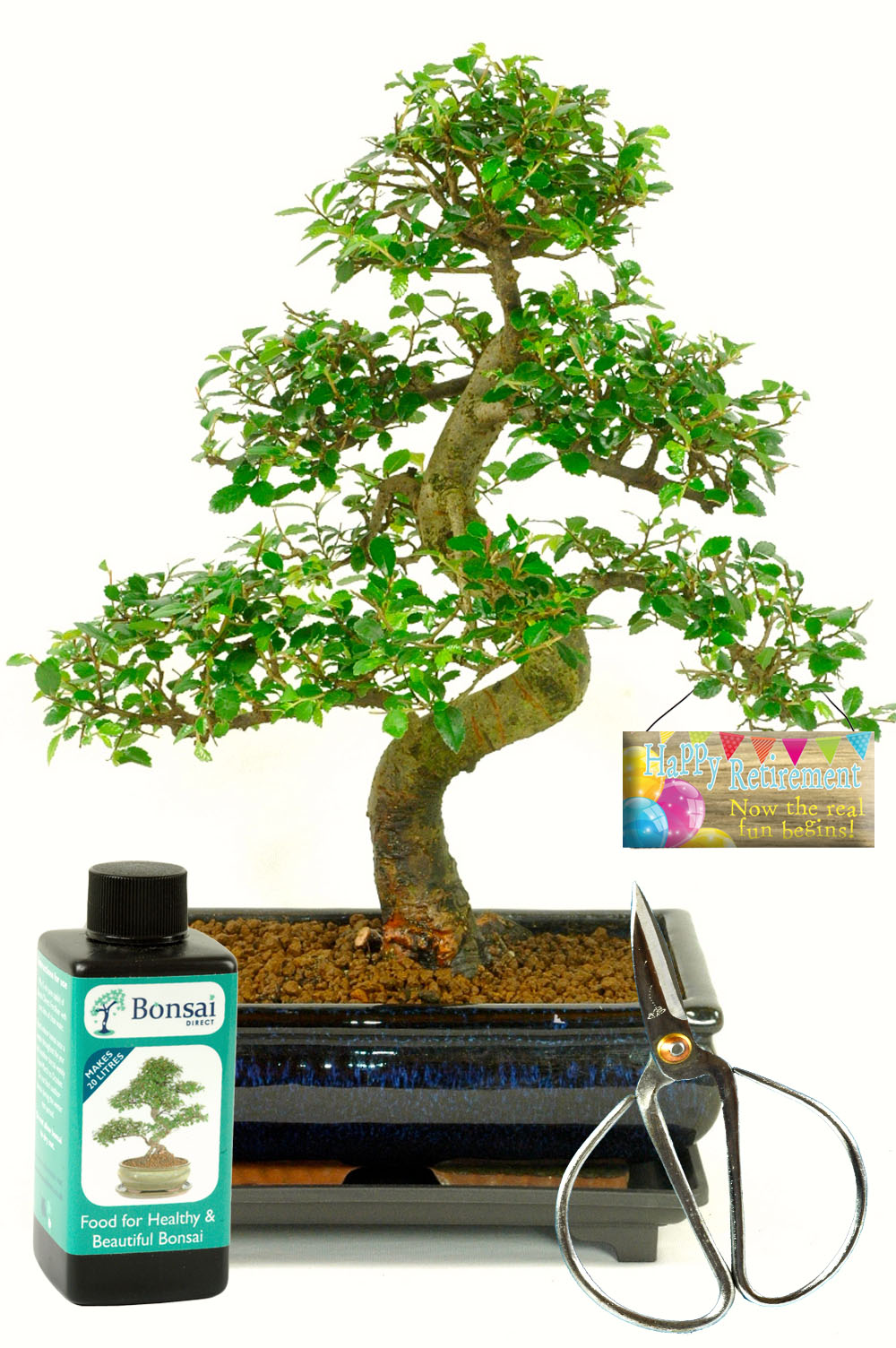Large retirement Chinese Elm bonsai for sale UK