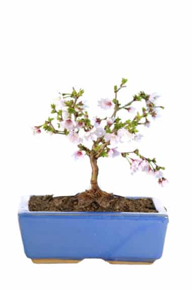 Flowering Cherry Blossom Tiny bonsai in sky blue pot
