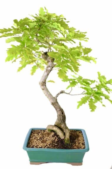Gently shaped Quercus robur outdoor bonsai for sale UK