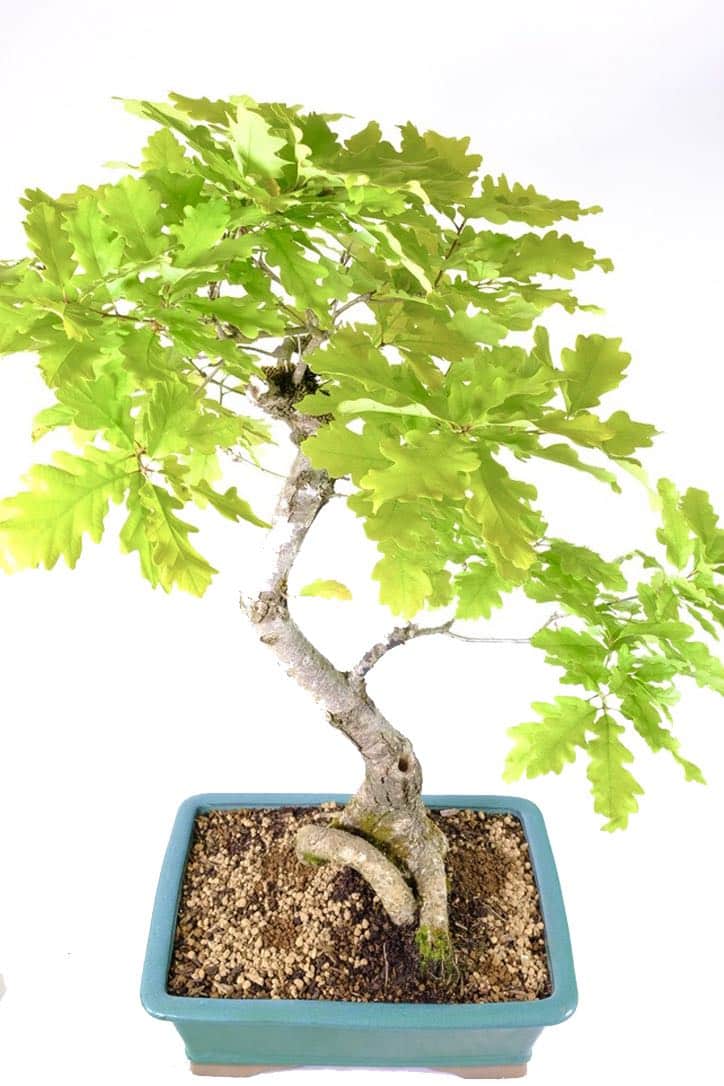 Impressive presence through the trunk and canopy