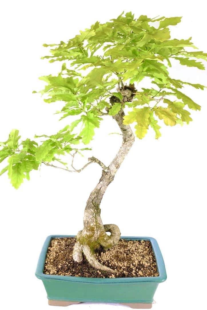 Brilliant branch placement creating a fabulous canopy