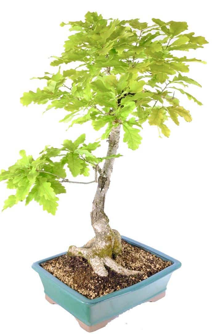 Potted in a green ceramic pot with quality Akadama soil