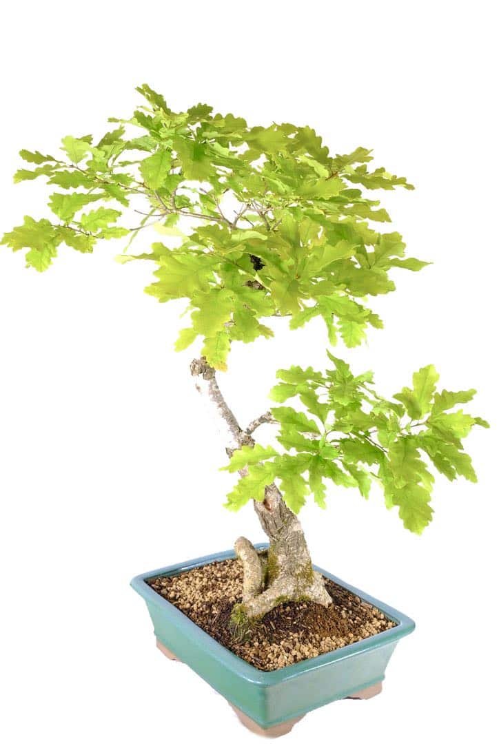 Free next working day delivery to Stoke on Trent, Portsmouth and Ilminster