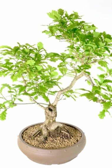 Sensational English Oak mature bonsai with feature uro