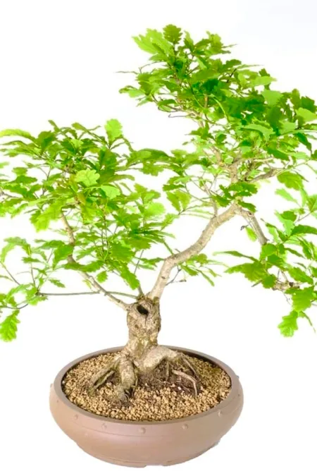 Sensational English Oak mature bonsai with feature uro