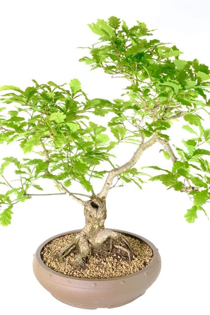 English Oak Bonsai A Captivating Gift of Natural Beauty UK