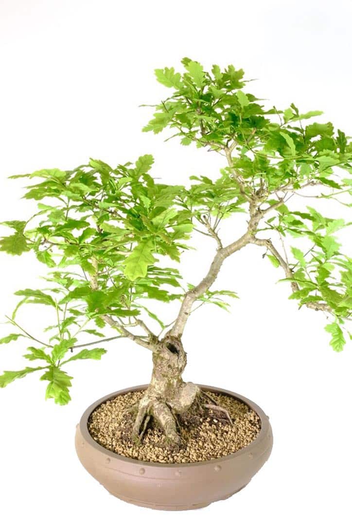 Strong, commanding bonsai with an abundance of attributes