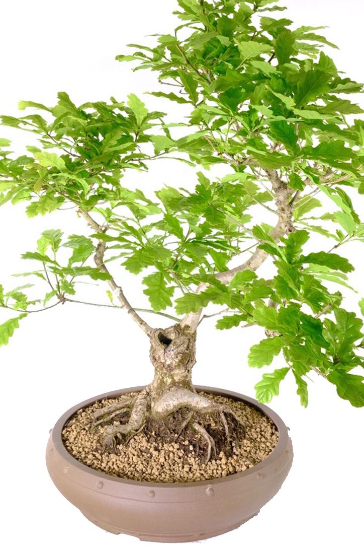 Free Bonsai Direct Care Handbook included