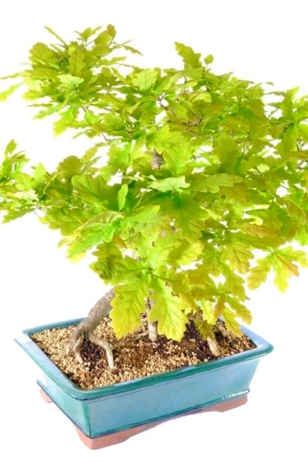Absolutely outstanding leaf colour with lobed shape