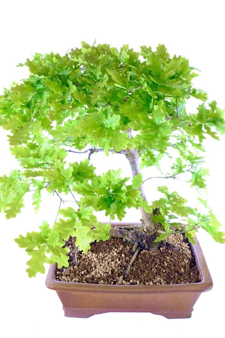 English Oak Bonsai An Expression of Natural Beauty UK
