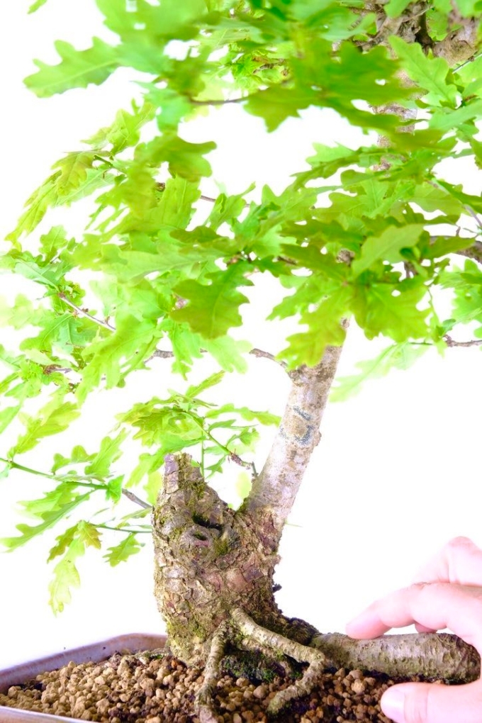 English Oak Bonsai An Expression of Natural Beauty UK