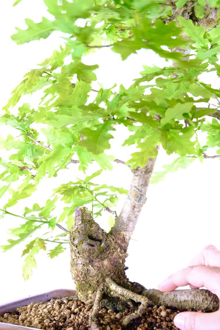 Sensational trunk features and root exposure