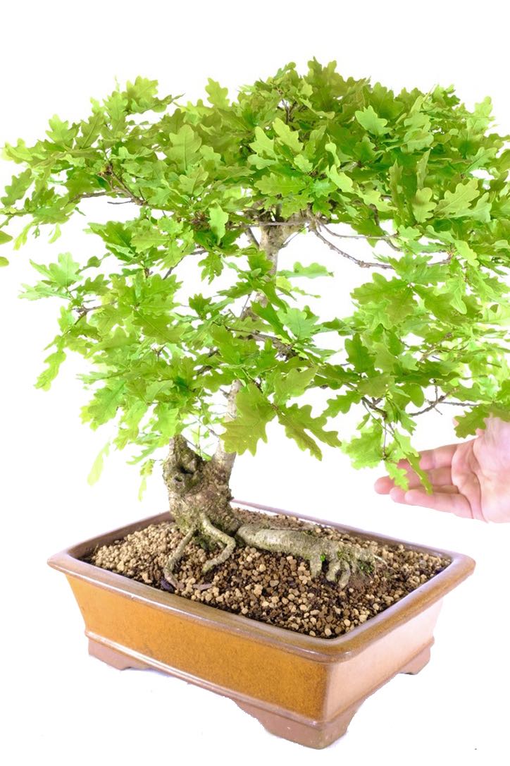 English Oak Bonsai An Expression of Natural Beauty UK