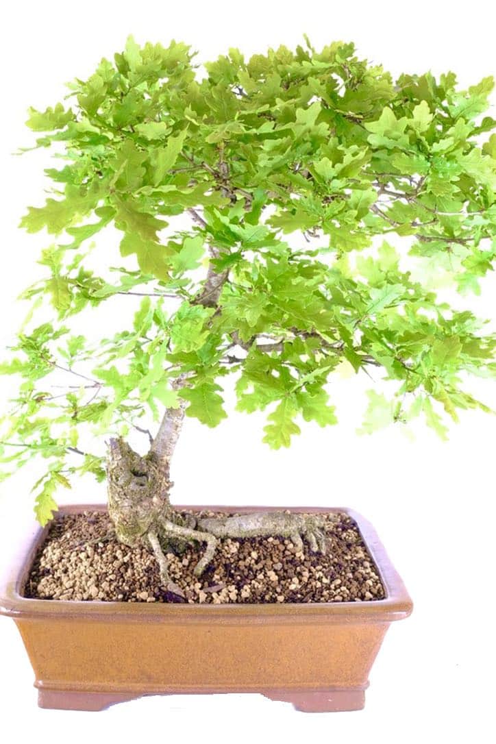 English Oak Bonsai An Expression of Natural Beauty UK