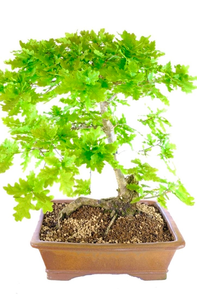 English Oak Bonsai An Expression of Natural Beauty UK