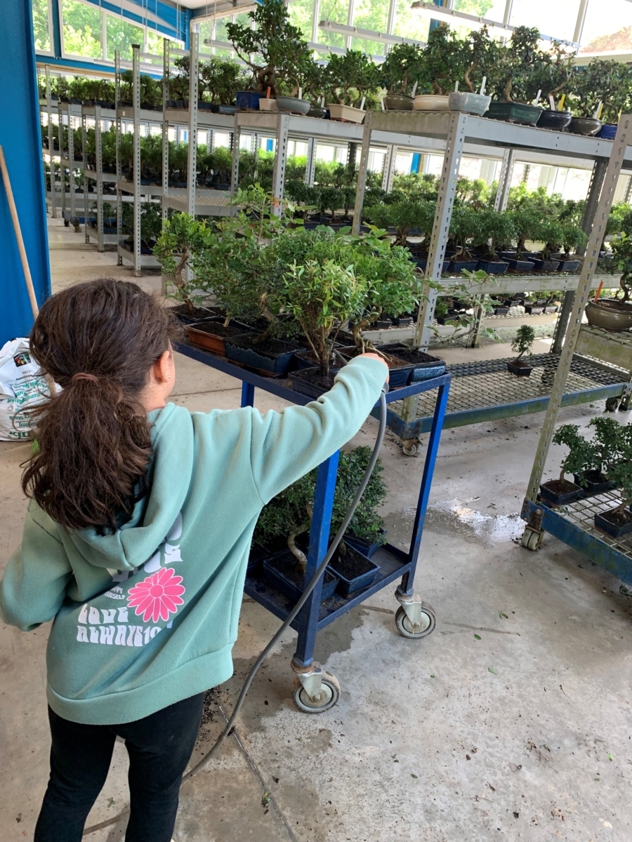 Bonsai are fun for the entire family!