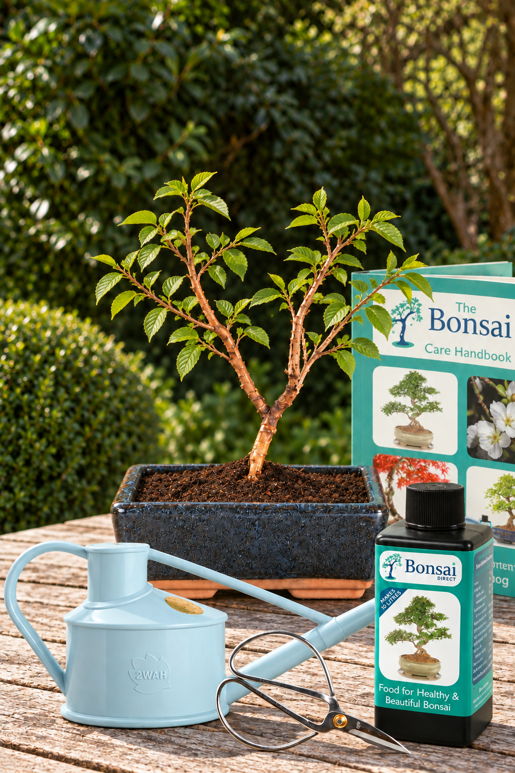 Tiny Flowering Cherry Blossom Bonsai Comprehensive Kit - Flight of the Butterfly Tree in Blue Ceramic Pot