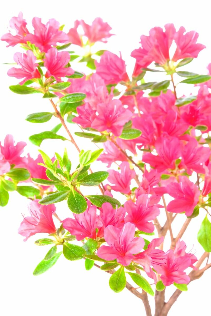Japanese Azalea Evergreen Starter Bonsai Crimson Pink Blooms