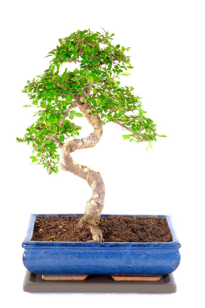 A superb extra large 18 year old bonsai for beginners in traditional blue ceramic pot