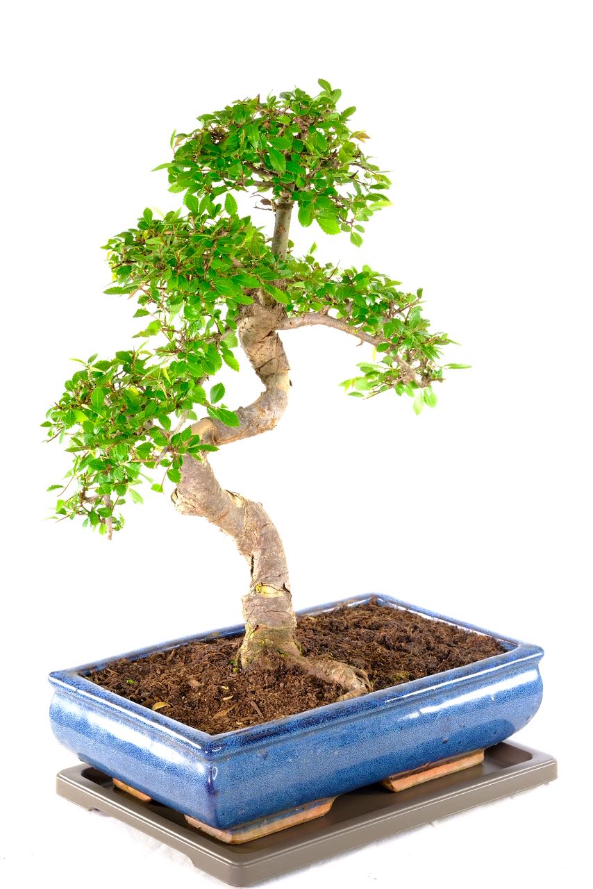 Amazing twisty S-shaped mature winding trunk design