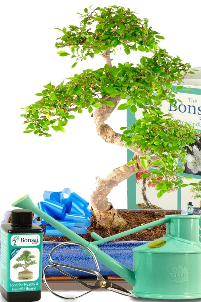 Big Bonsai Tree ExtraLarge Indoor Chinese Elm Bonsai Kit UK