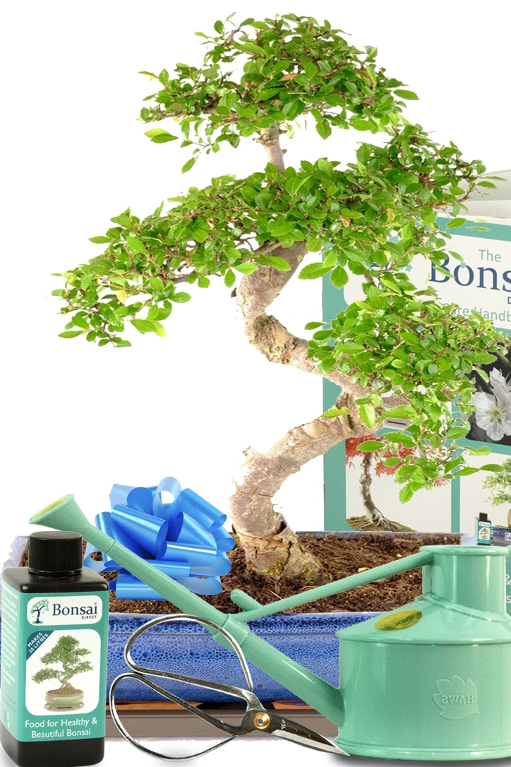 Extra large beginners bonsai starter kit for sale