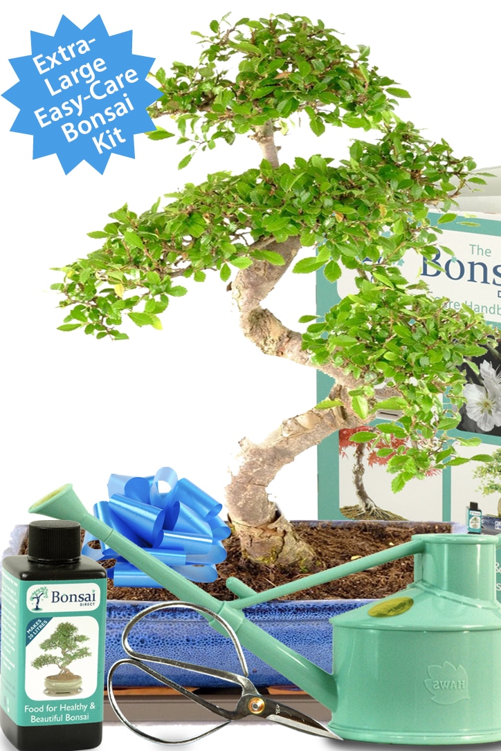 Sensational XL Chinese elm beginners easy care starter kit