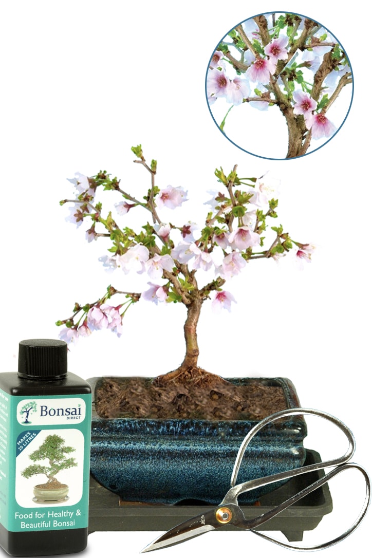 Cherry Blossom Bonsai Tree for Sale Mini Beginners Kit
