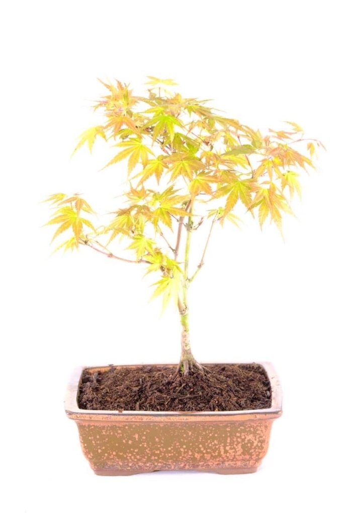 Acer palmatum (Japanese Maple) Outdoor Bonsai UK