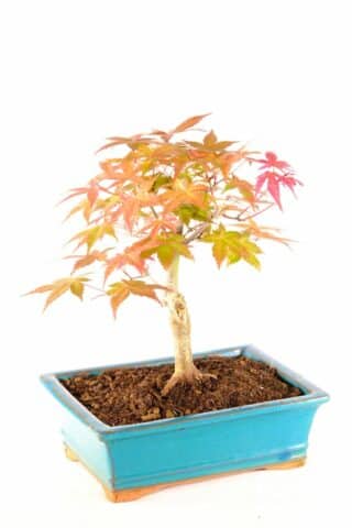 Gorgeous well formed artistic male bonsai for sale