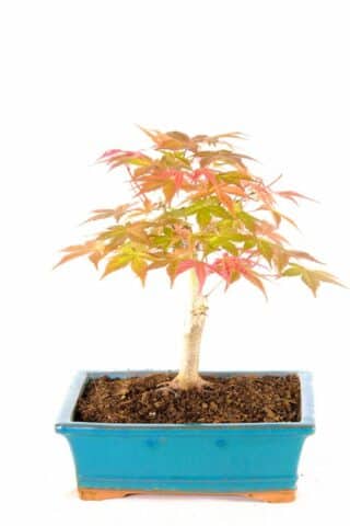 Japanese red maple bonsai - Acer palmatum deshojo