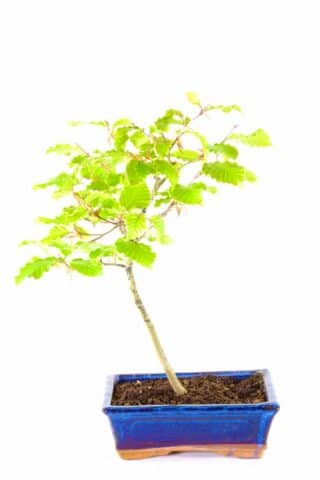 Beech tree bonsai - native hardy bonsai