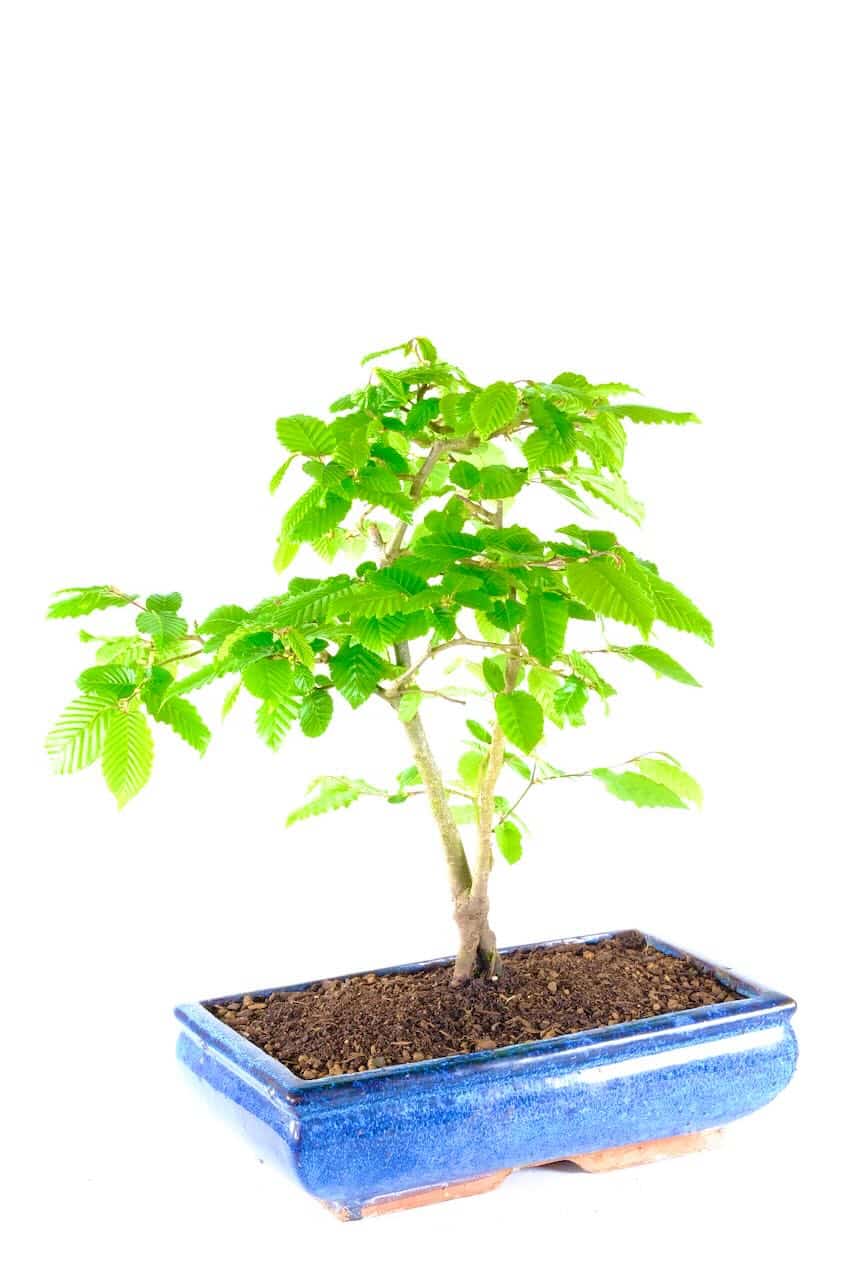 HORNBEAM (Carpinus betulus) Twin Trunked Bonsai with Beautiful Styling ...
