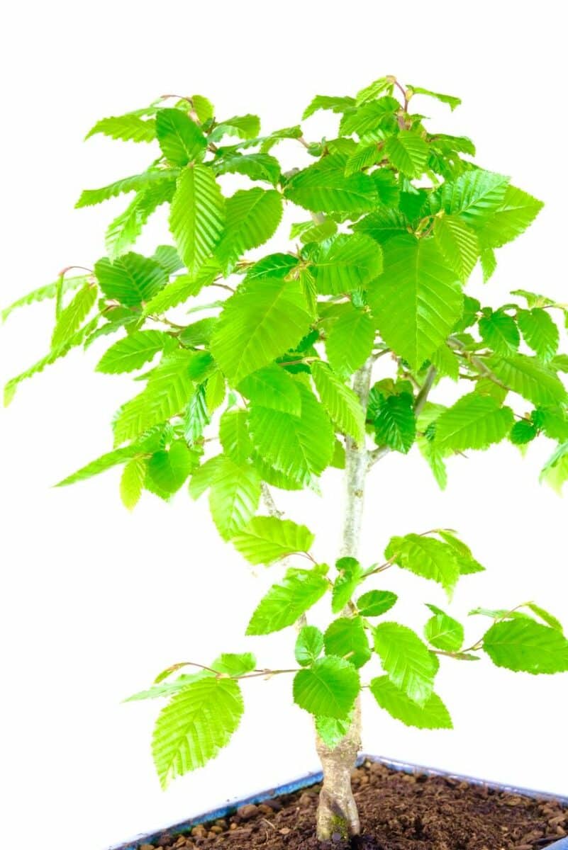 HORNBEAM (Carpinus betulus) Twin Trunked Bonsai with Beautiful Styling ...