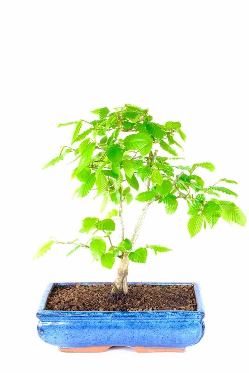 HORNBEAM (Carpinus betulus) Twin Trunked Bonsai with Beautiful Styling ...