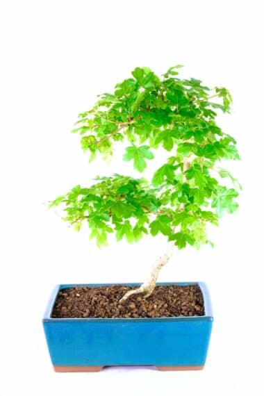 Acer camplestre - English maple - stunning bonsai